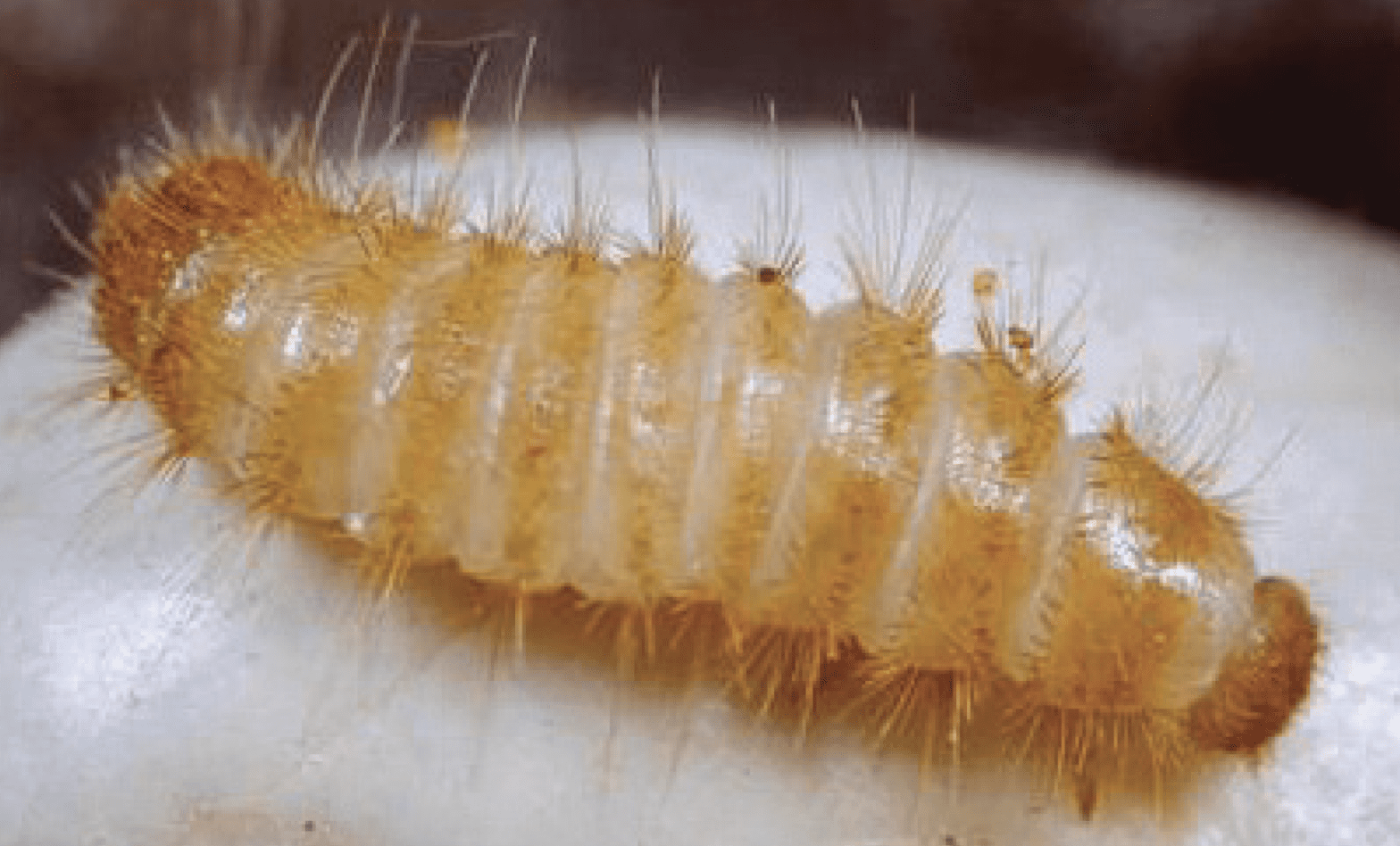 Pantry Pest Identification in Idaho Barrier Pest Control